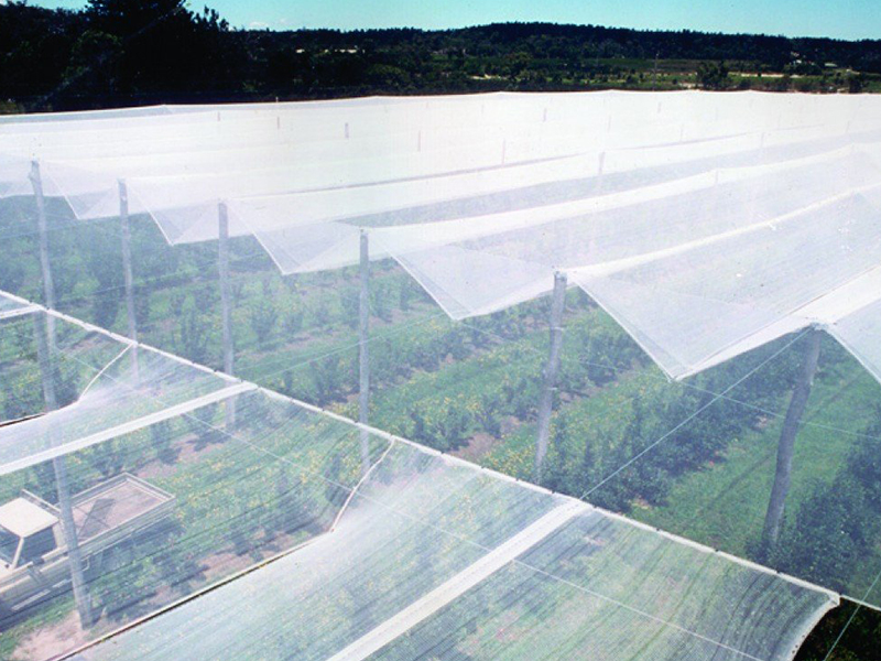 Innovative solution to protect crops: Farmers in Shimla utilize anti-hail nets