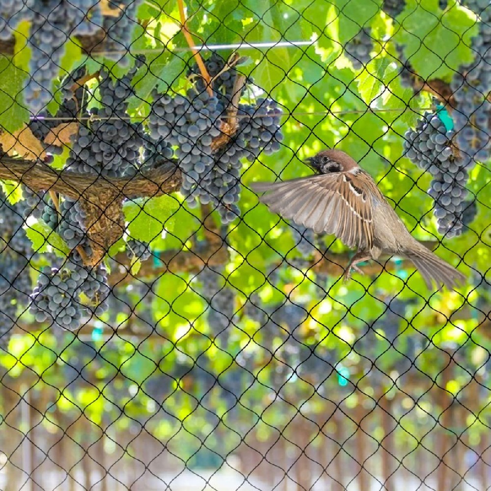 How can I determine the size of the birds?