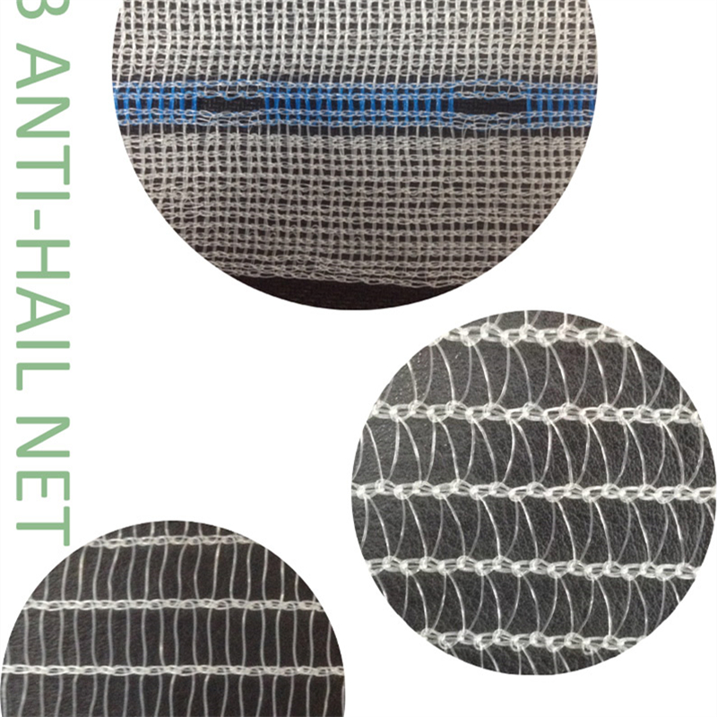 Protecting Agriculture: The Rise of Anti-Hail Nets in Hail-Prone Regions